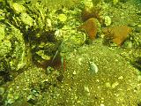 Coll NL 026